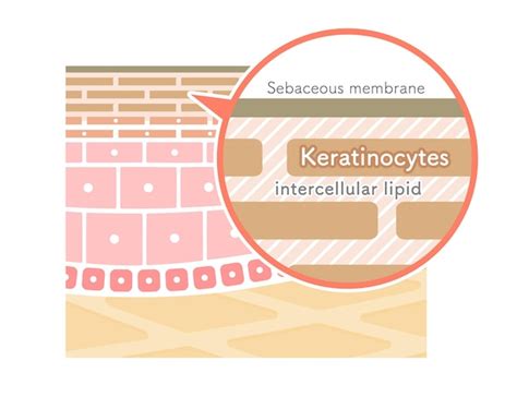 Premium Vector | Illustration showing the structure of the stratum ...