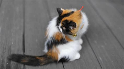 Calico Ragdoll Mix Breed Overview: Care, Traits, & Facts - Love Your Cat