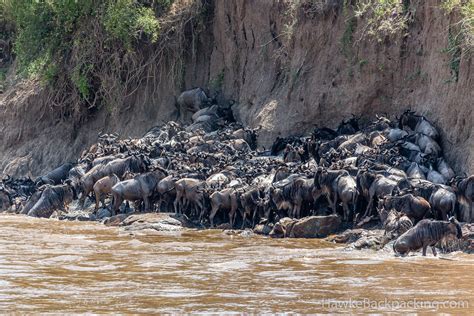 Serengeti Great Migration - HawkeBackpacking.com