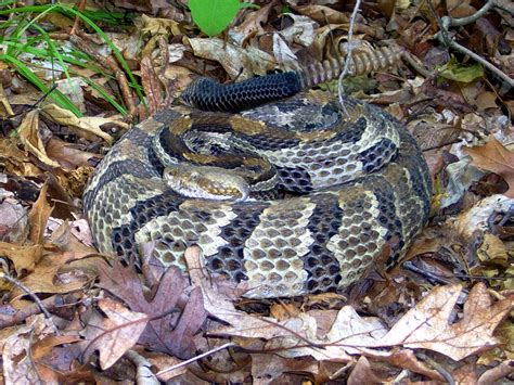 Illinois Botanizer: The Venomous Snakes of Illinois