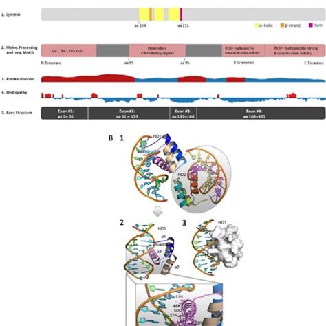 The effects of mutations in homeotic genes. The first Homeobox genes... | Download Scientific ...