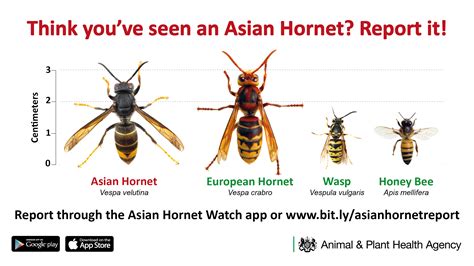 Asian Hornet Threat Awareness - Asian Hornet - Warwick District Council.