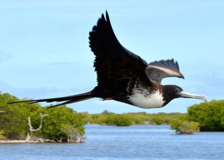 Magnificant frigate bird 856174-Magnificent frigatebird