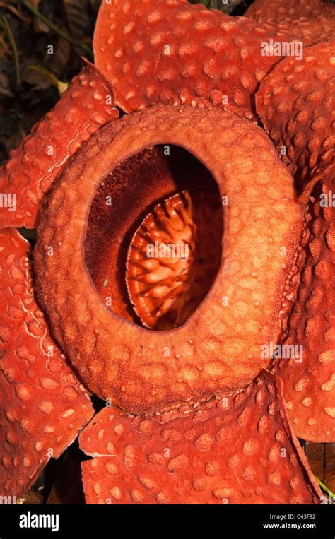 rafflesia tuan-mudae, the world's largest flower, in Gunung Gading National Park in Sarawak ...