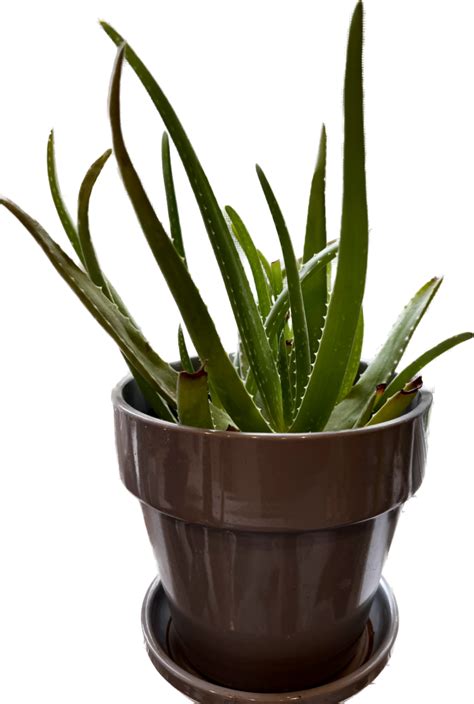 How to Grow and Use Aloe Vera - Planters Place