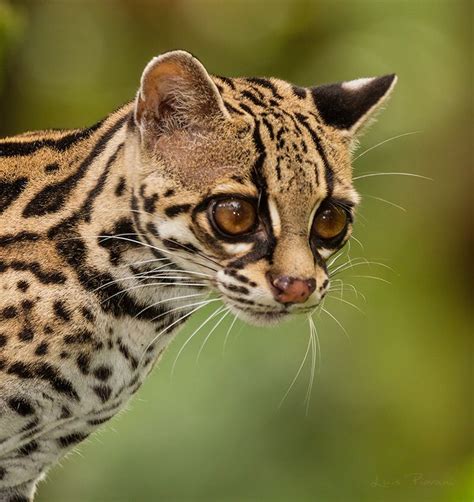 Margay | Margay cat, Cute baby cats, Feline beauty