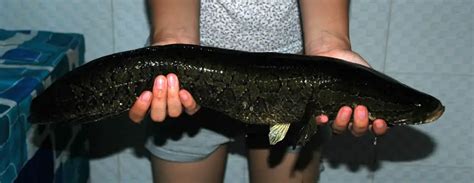 Channa argus – Northern Snakehead (Ophicephalus argus, Ophiocephalus ...