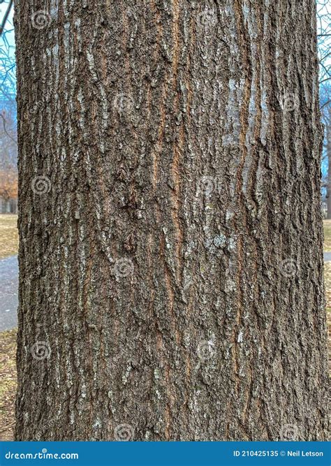 Tree Identification: Water Oak Quercus Nigra Stock Image - Image of furrows, forest: 210425135