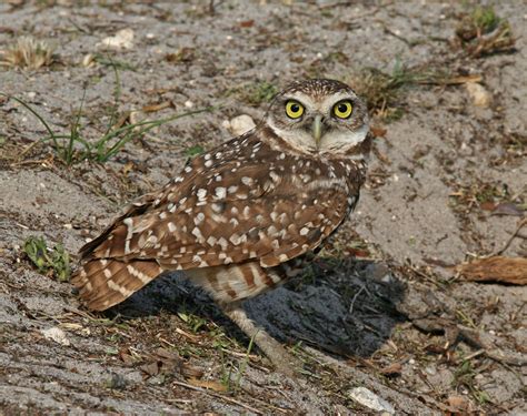 File:Burrowing Owl Florida.jpg - Wikimedia Commons