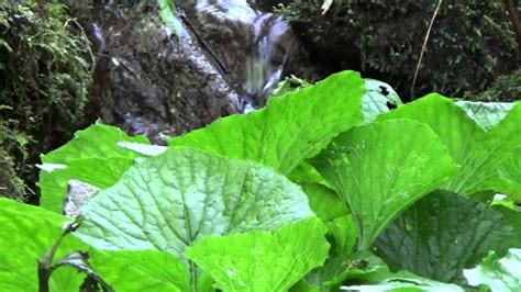 WASABI cultivation at natural mountain stream (Hikimi) Mack Moriya - YouTube