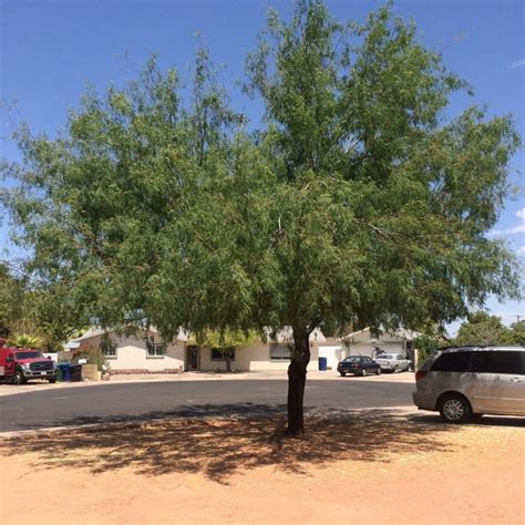 How to Easily Harvest and Process Mesquite Pods at Home - Edensteading