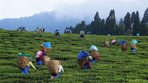 Assam Tea Festival 2024 - Dates, History, Major Attractions | Adotrip