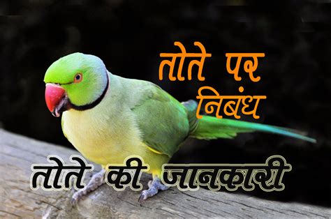 तोते पर निबन्ध | Essay on Parrot in Hindi