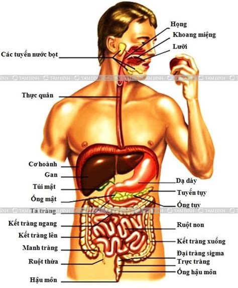 Hệ tiêu hóa - Chức năng, cấu tạo và cách để có hệ tiêu hóa khỏe mạnh