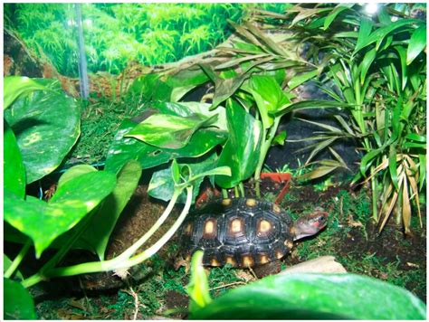 Habitat - Red Foot Tortoise World