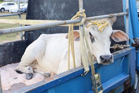 Belladrum farmers benefit from breeding bull to boost cattle production - Ministry of Agriculture