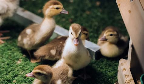 7 Things Your Ducklings Must Have at Night (Including Water) - Farmhouse Guide