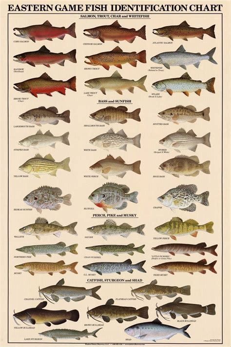 Eastern Freshwater Fish Identification Poster Lake Sturgeon, Western ...