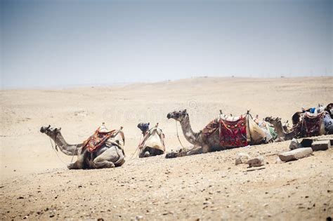 Arabian Camels in the Desert. Giza, Egypt Stock Photo - Image of ...