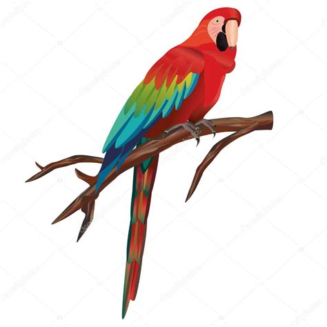 Macaw parrot — Stock Vector © silvionka #8388922