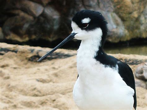 Black-necked Stilt | Online Learning Center | Aquarium of the Pacific