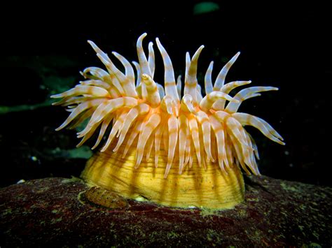 Swimming anemone • Stromphia didemon - Biodiversity of the Central Coast