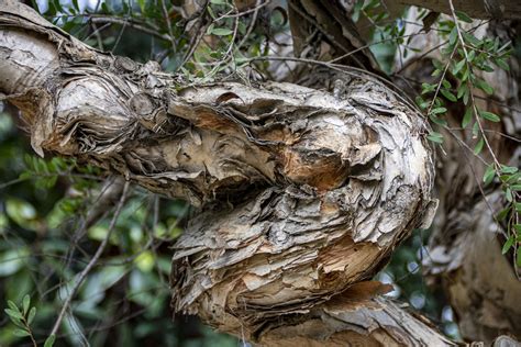 Eucalyptus Tree Bark Free Stock Photo - Public Domain Pictures