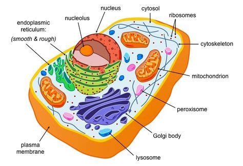 Eukaryotes are organisms whose cells contain a nucleus (‘eu’ = good / true ; ‘karyon’ = nucleus ...