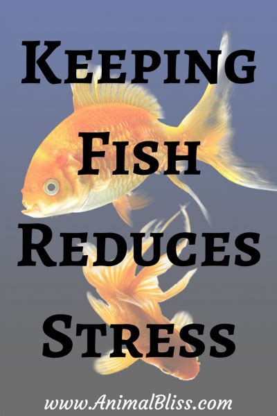 Keeping Fish Reduces Stress and Improves Mental Health