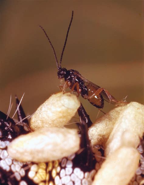 Braconid Wasps (family Braconidae) : 네이버 블로그