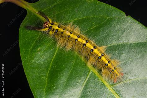 Rose-myrtled Lappet Moth caterpillar isolated on the leaf using focus ...