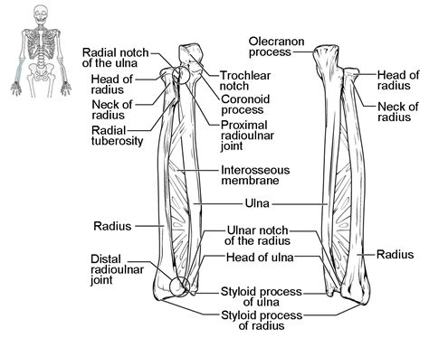 Bones of the Upper Limb | Anatomy and Physiology I