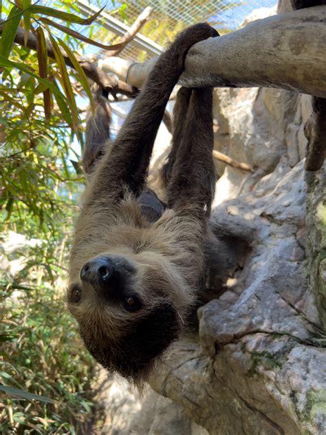 Loro Parque celebrates the birth of baby sloth