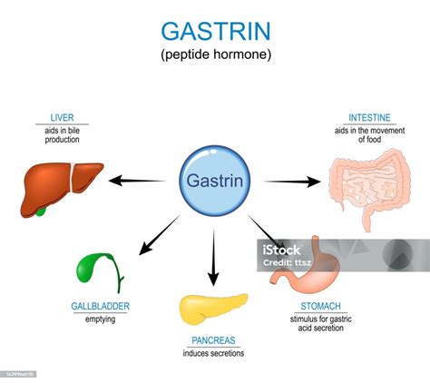 Gastrin Hormone Function Stock Illustration - Download Image Now - Acid, Bile, Biochemistry - iStock