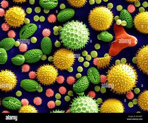 Electron Microscope Pollen High Resolution Stock Photography and Images ...