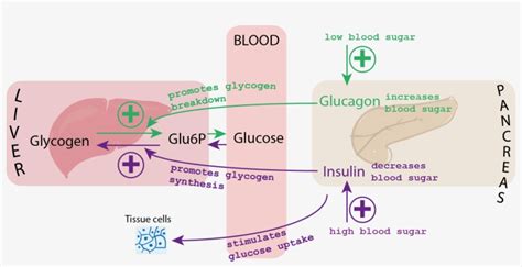 Blood Glucose Control - Glycaemic Regulation - 1679x781 PNG Download ...