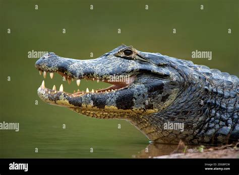 Pantanal caiman, Pantanal Wetlands, Brazil Stock Photo - Alamy