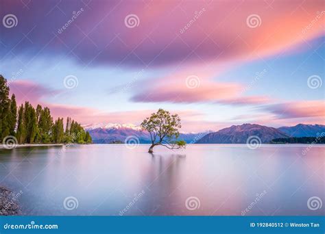 "that Wanaka Tree" at Sunrise | Wanaka, New Zealand Stock Photo - Image ...