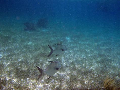 The BEST Snorkeling in Cancun | CARM Blog