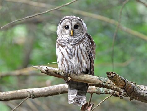 Wildlife Watching in Pennsylvania | #PAGetaway