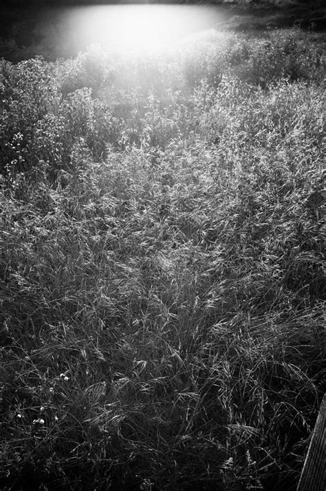 Sunlight through grass Photograph by Animesh Ray - Pixels