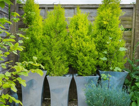 8 Best Evergreens for Containers - Backyard Boss