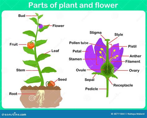 Leaning Parts of Plant and Flower for Kids Stock Vector - Illustration of learn, leaf: 48711844