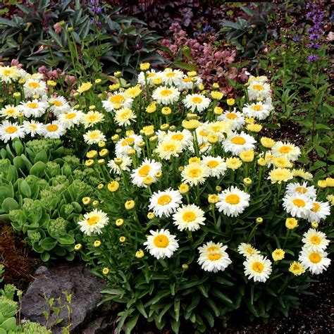 Leucanthemum ‘Bridal Bouquet’ | TERRA NOVA® Nurseries, Inc.