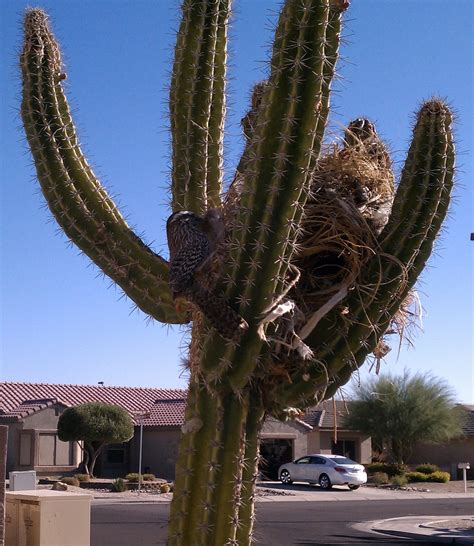 Cactus wren nest in my neighborhood | Cactus wren, Cactus plants, Cactus