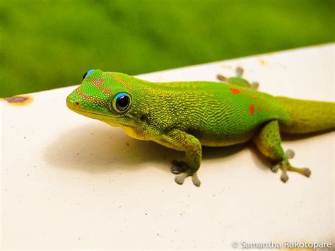 Gold Dust Day Gecko Care Sheet | Reptiles' Cove