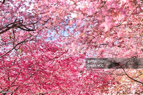 Cherry trees bloom at a tea garden on February 16, 2023 in Longyan,... News Photo - Getty Images