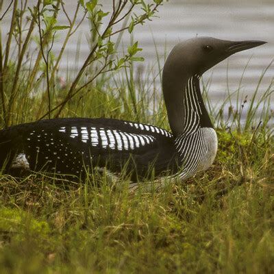 Arctic Loon (Gavia arctica) :: BirdWeather