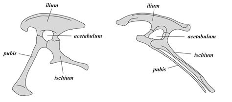 dinosaur classifications - Google Search