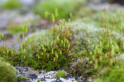 Knowledge Class: Moss: A Look at Its Life Cycle and Adaptations